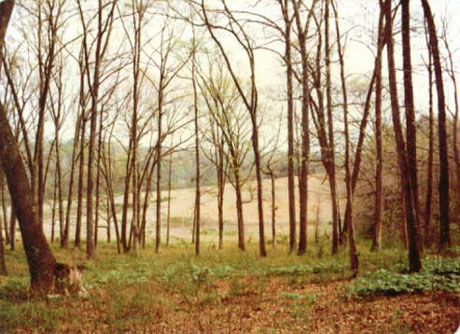 View from where the house was to be built