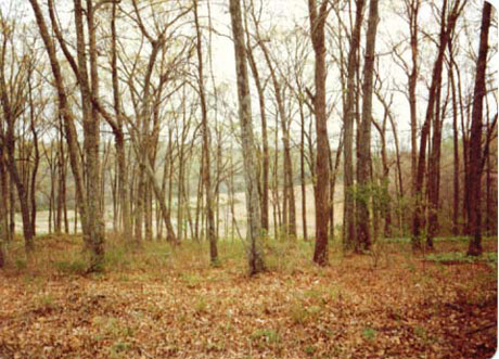 Another view of property taken from the road