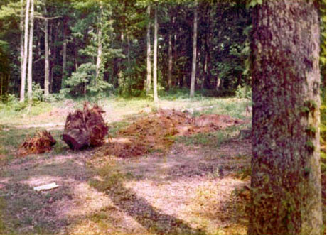 Some of the trees used in house interior trim