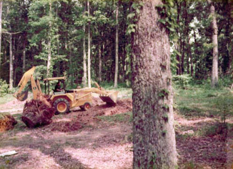 Oak trees were prime for use as trim