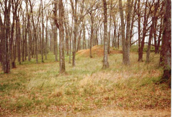 Picture of the land before building the house